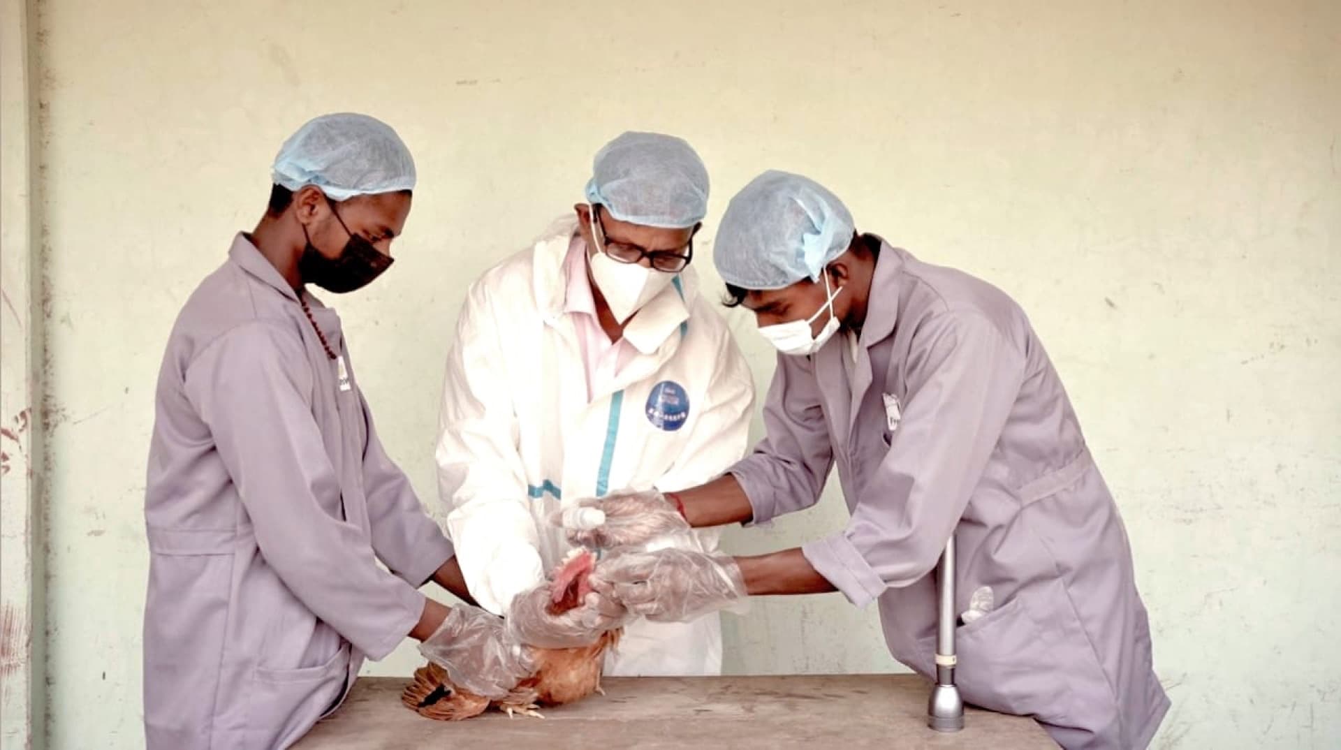 FreshWay veterinary team checking bird health
