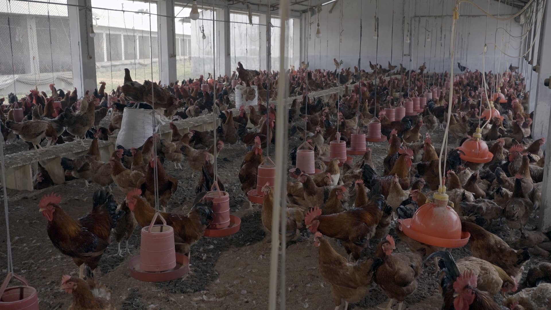 Interior of a FreshWay poultry house
