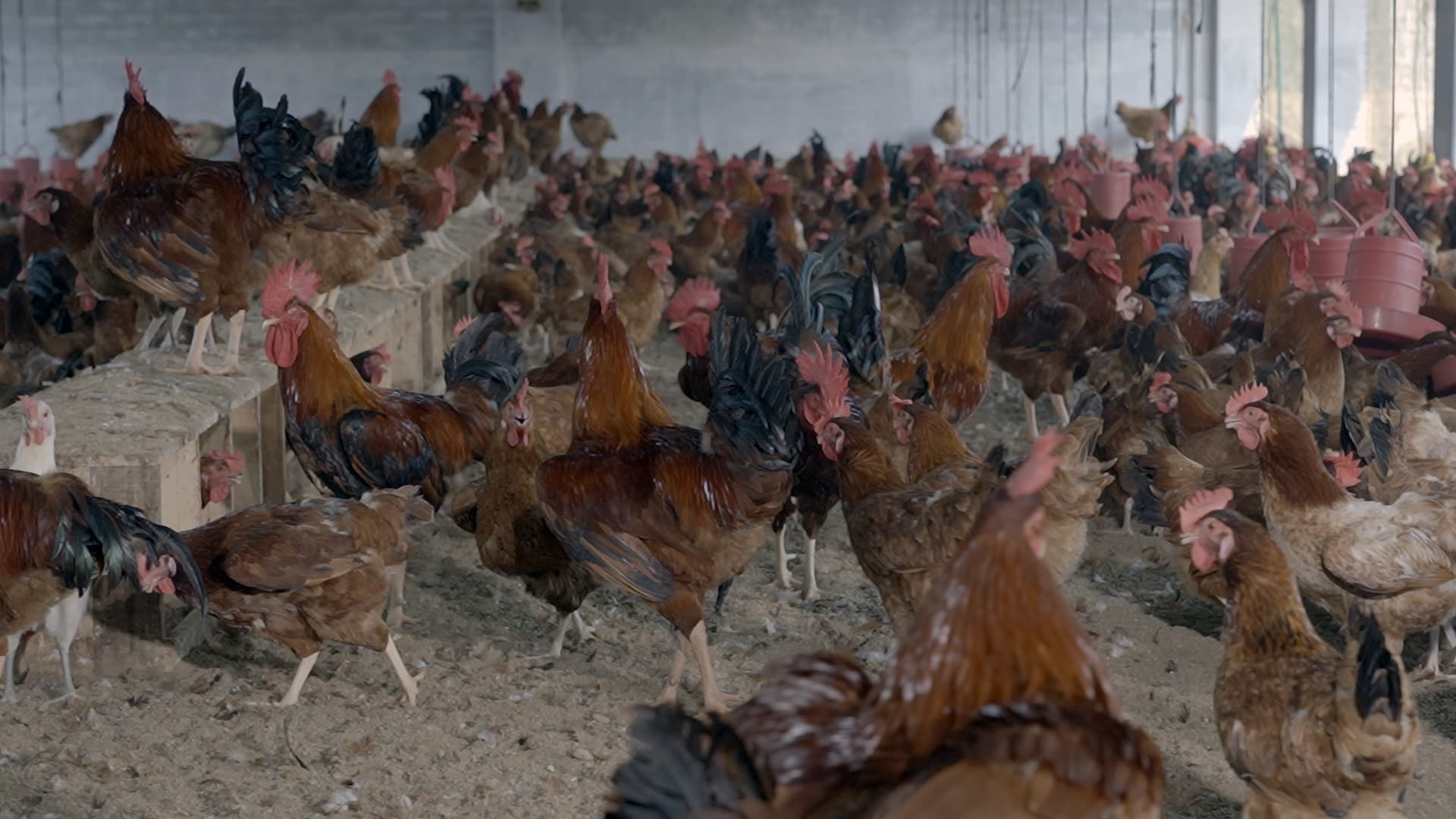 Sonali chickens raised for Protein Buddy