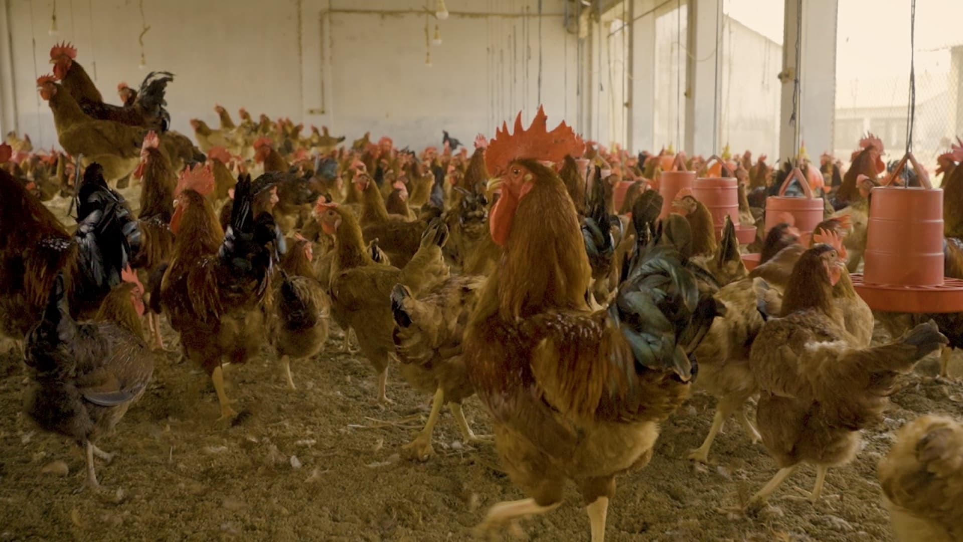 Free-range Sonali flock on a FreshWay farm
